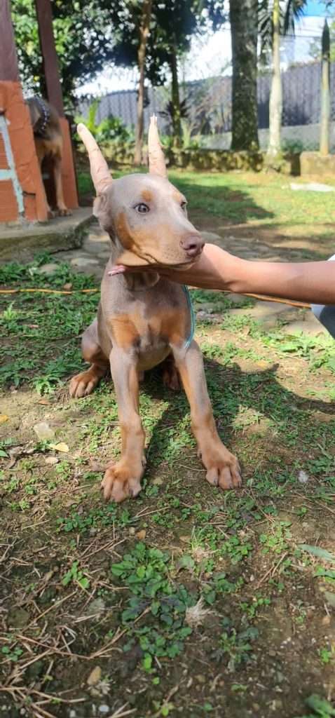 Espectaculares Doberman Isabelinos Precio En Medellín Mascotas Medellin