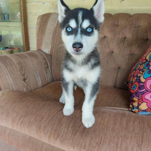 Husky manto negro
