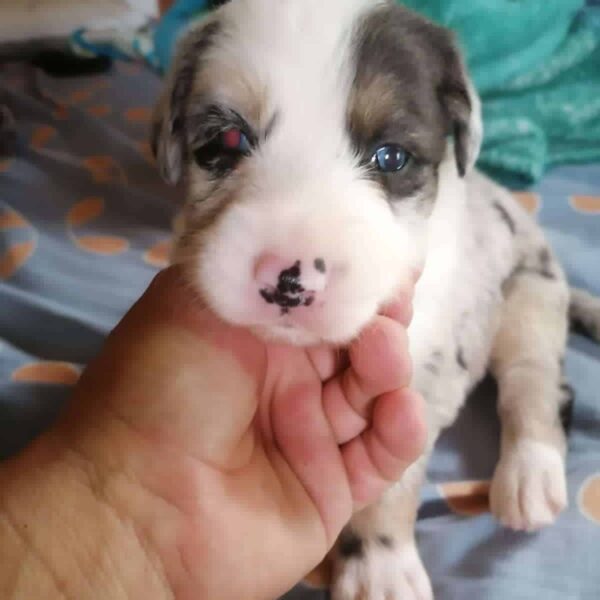 Border Collie cachorro precio