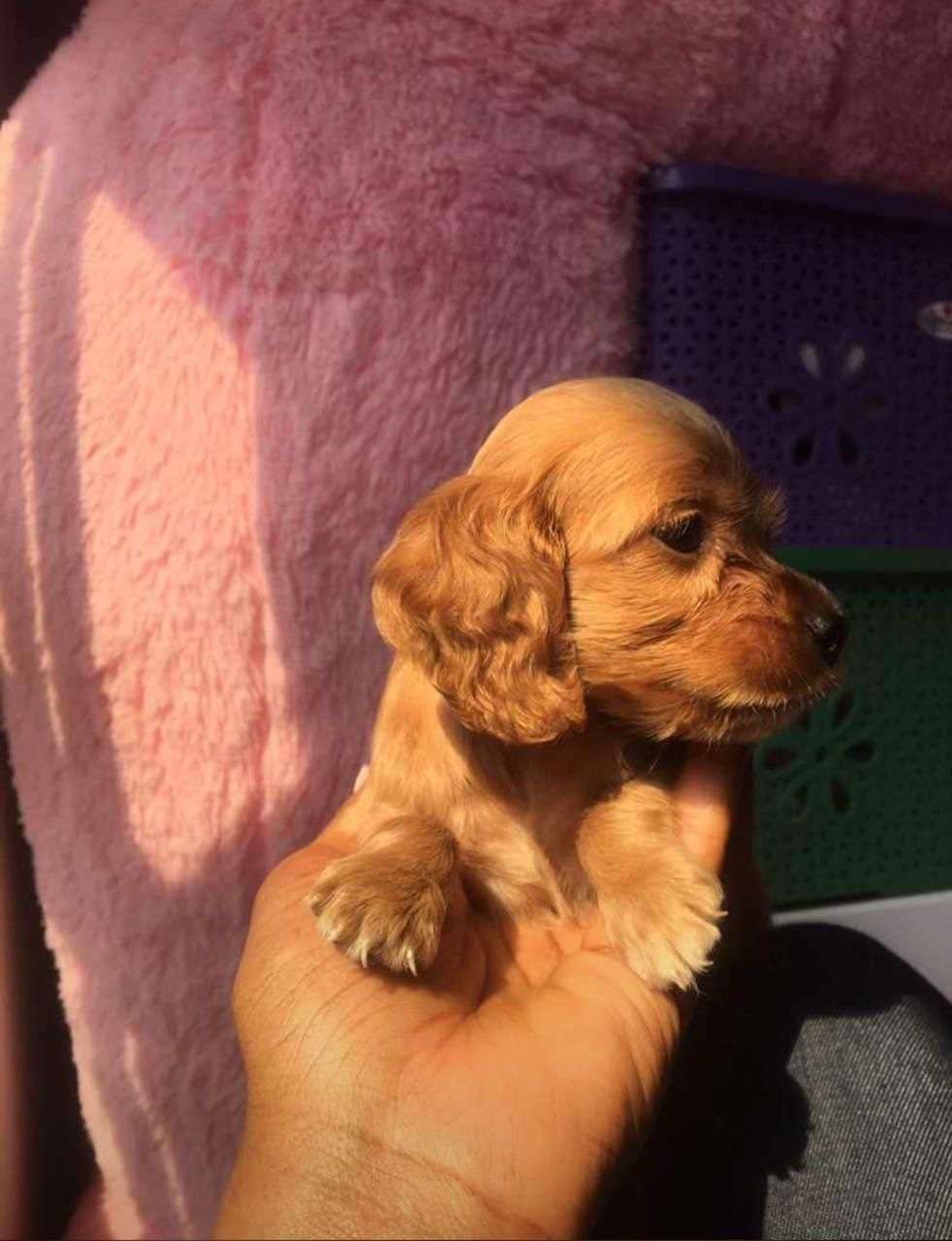 Cocker Spaniel Color Caramelo