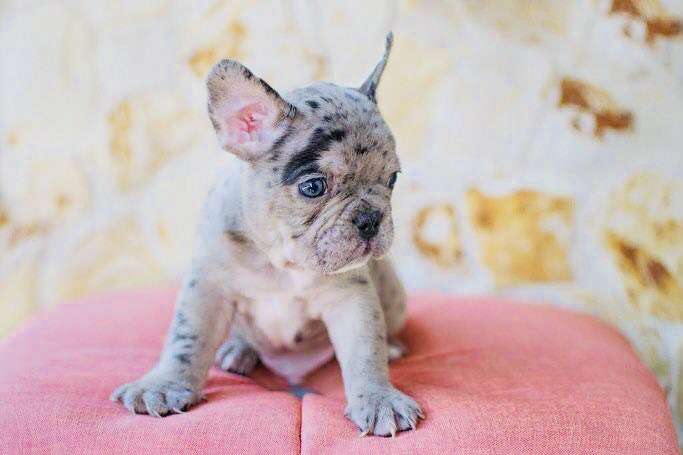 Bulldog francés black Merle macho