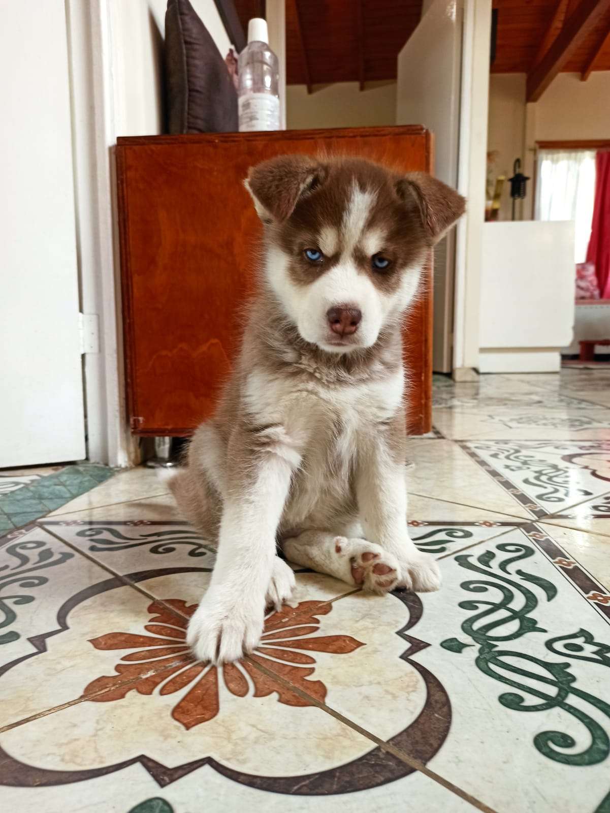 Husky siberiano Manto Rojo