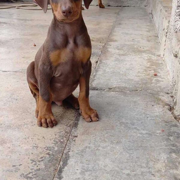 Doberman precio en Cúcuta