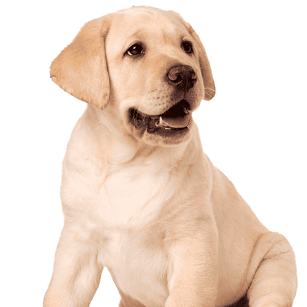 Criadero de Perros Labrador Retriever Precios