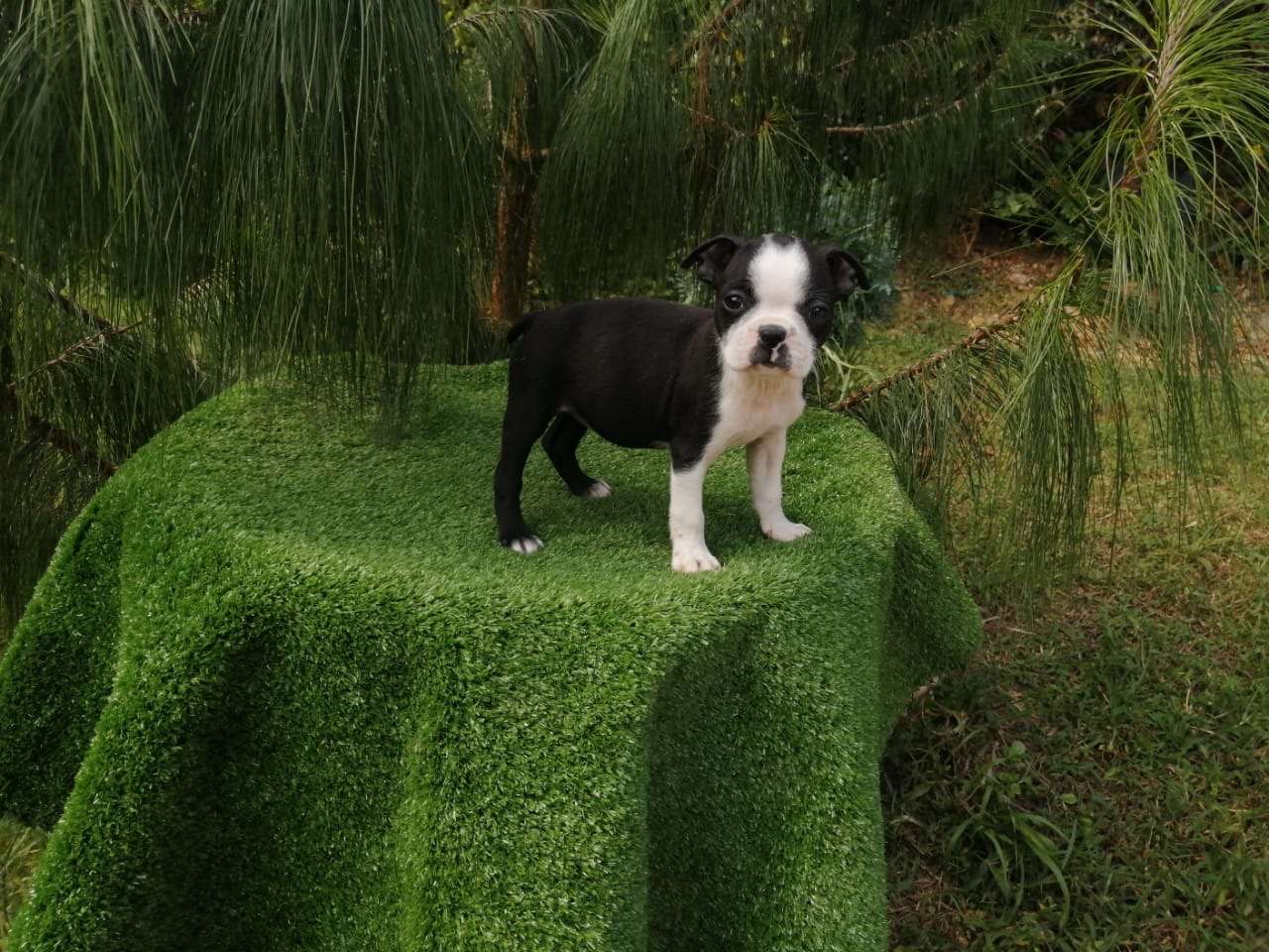 Boston terrier hembra