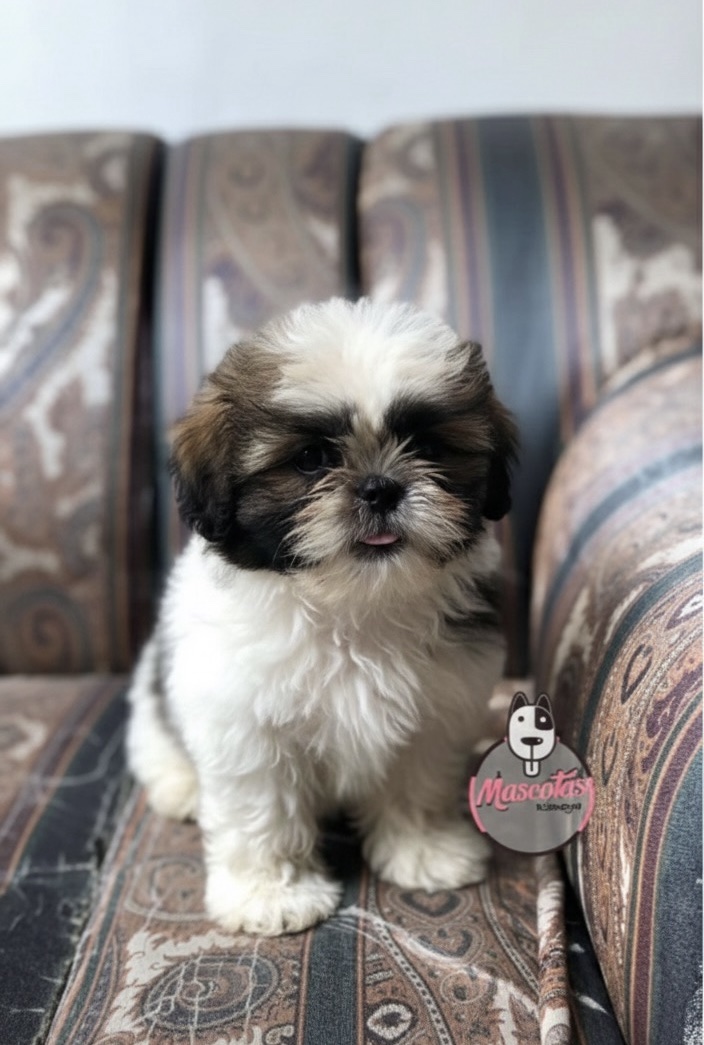 Shitzu Macho 1 Shitzu Macho