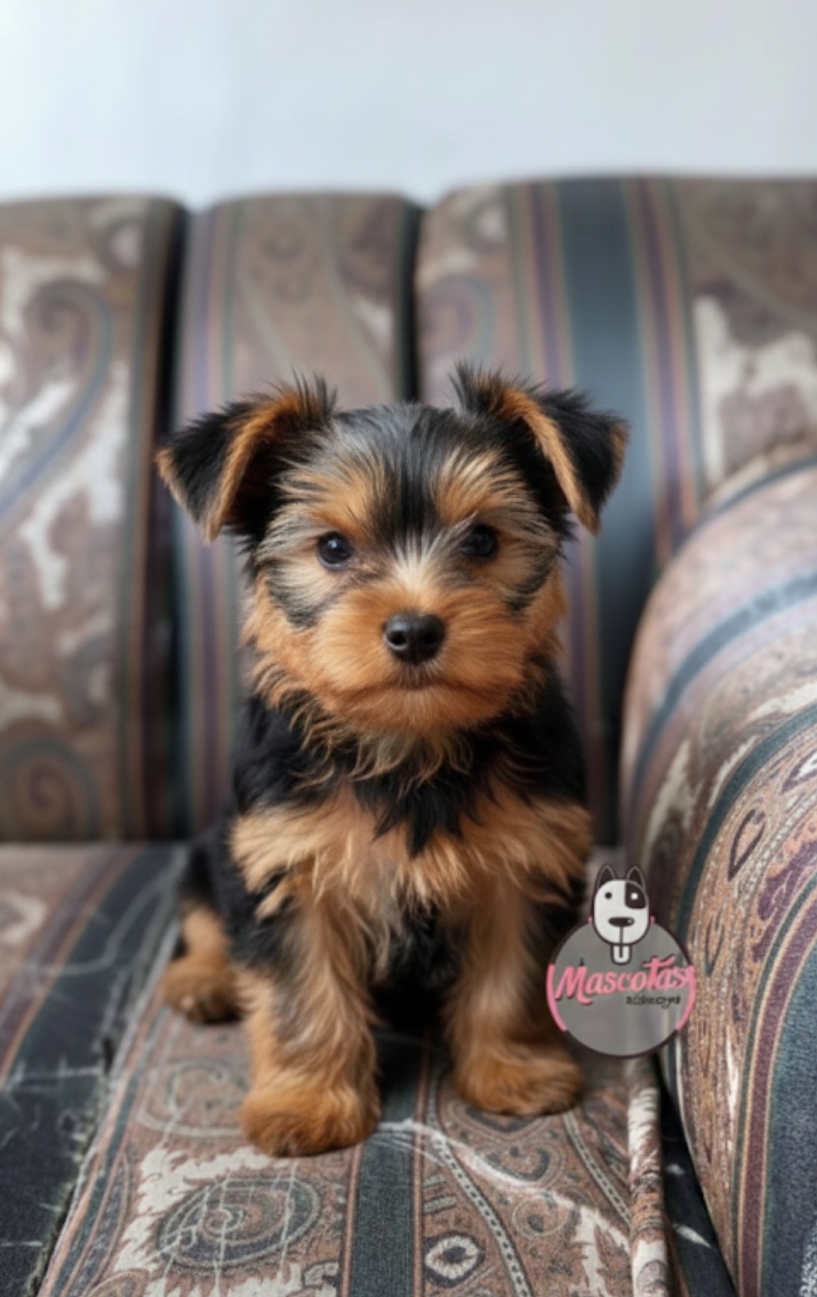 Yorkshire hembra 1 Yorkshire hembra