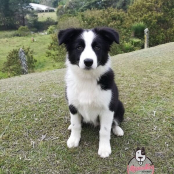 Border collie tradicionales y Sable con Heterocromia