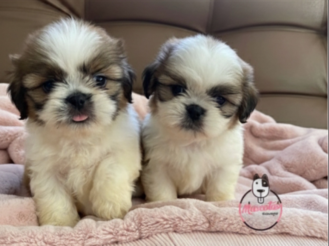 Shitzu Hembras 1 Shitzu Hembras