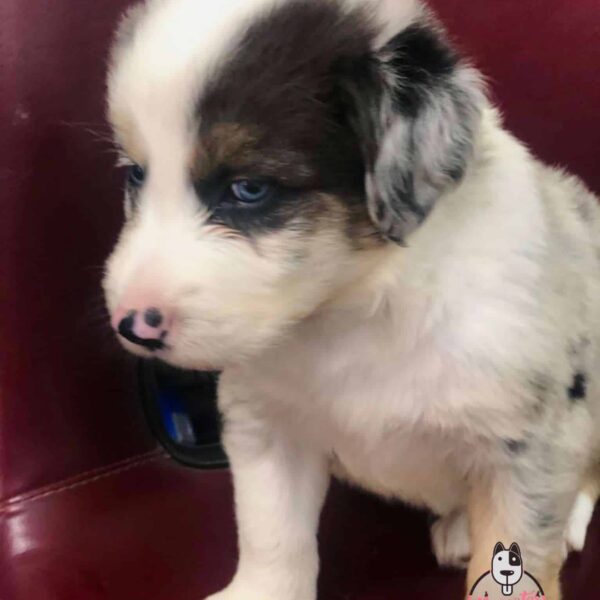 Border collie blue Merle macho