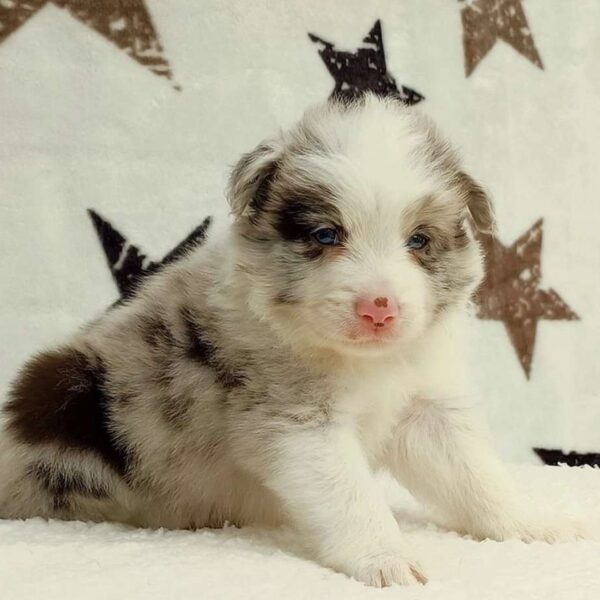 Border Collie Blue Merle en Medellín