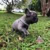 Bulldog Francés Blue Solido Macho - Image 8