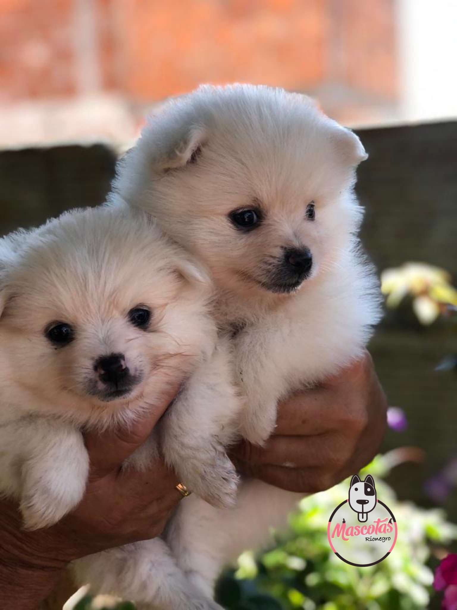 Pomerania Mascotas Rionegro