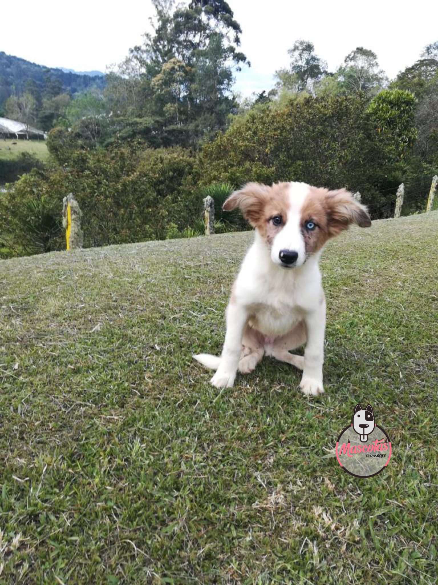 Border collie Sable con Heterocromia