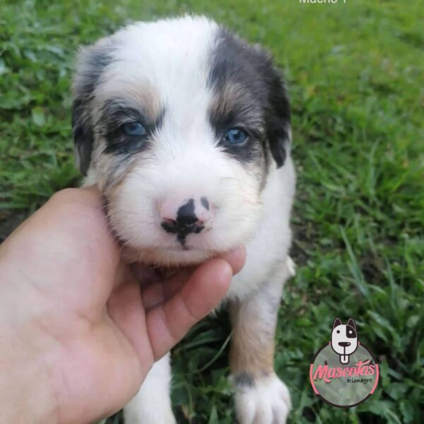 border collie precio bogota