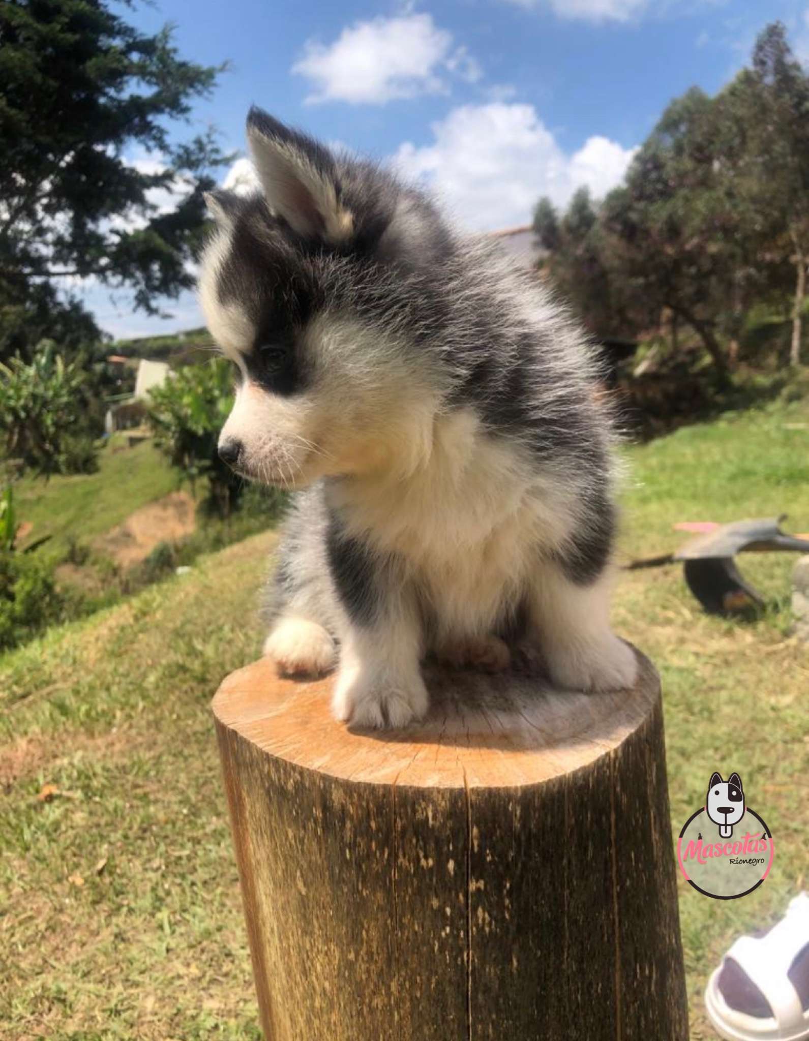 Pomsky 4ta Generación