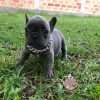 Bulldog Francés Blue Solido Macho - Image 7