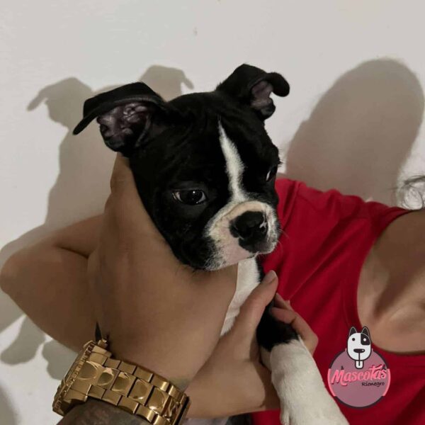 Boston Terrier Macho