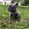 Bulldog Francés Blue Solido Macho - Image 3