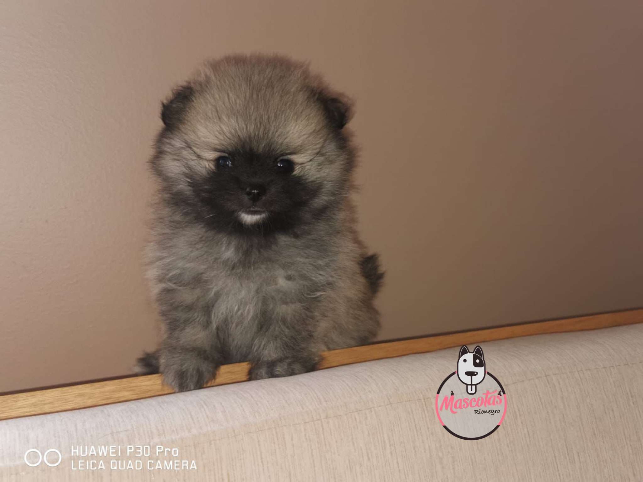 Pomerania Ruso Macho