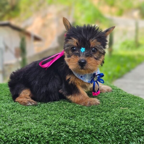 Venta de Perros Yorkshire Terrier en Montería
