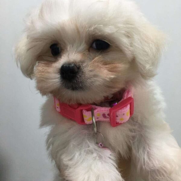 Cachorros Bichón Maltés en Medellin