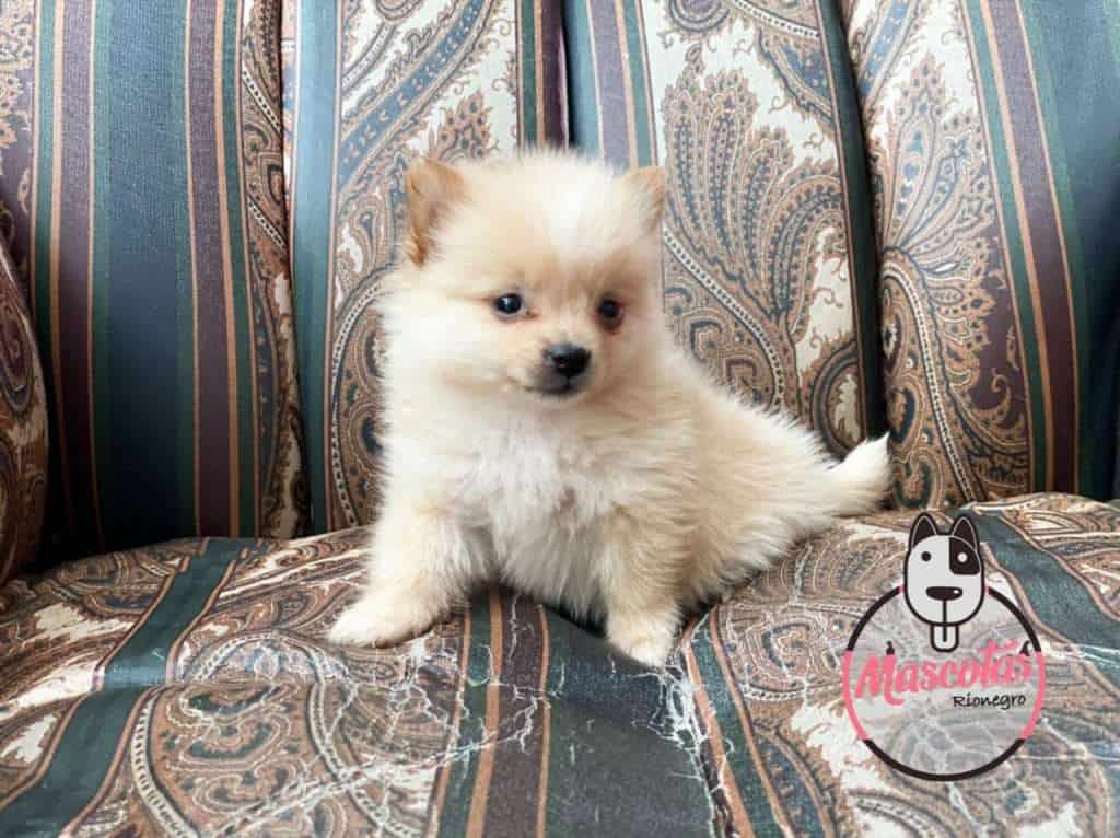 Cachorro pomerania mascotas rionegro medellin bogota cali