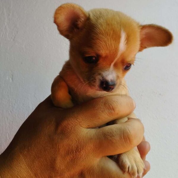 Chihuahua Mascotas Rionegro Medellín