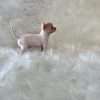 Chihuahua Mascotas Rionegro Medellín - Image 3