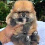 Criadero de Perros Pomerania Ruso Medellin