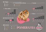 Ficha Pomerania lulu toy criadero medellin cachorros en venta