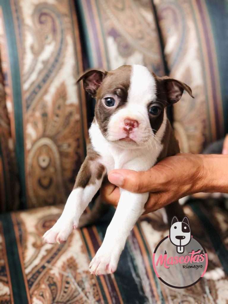 Criadero de Perros Boston Terrier Precios