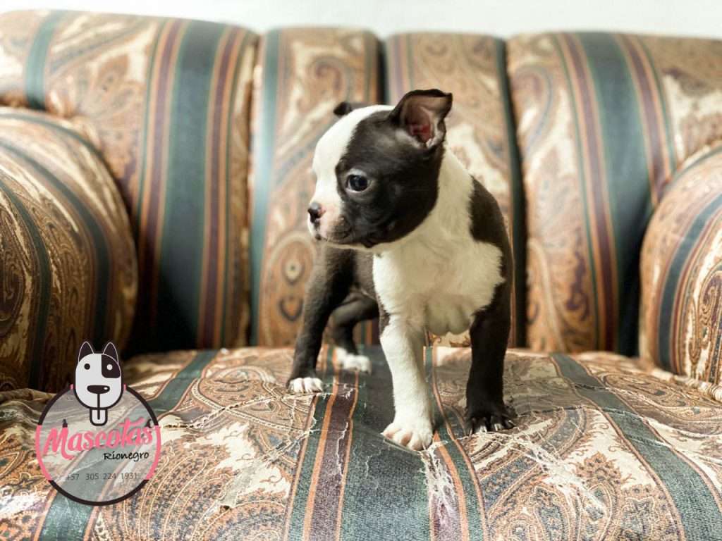 Espectaculares Boston Terrier Mascotas Medellin Rionegro Bogota 2