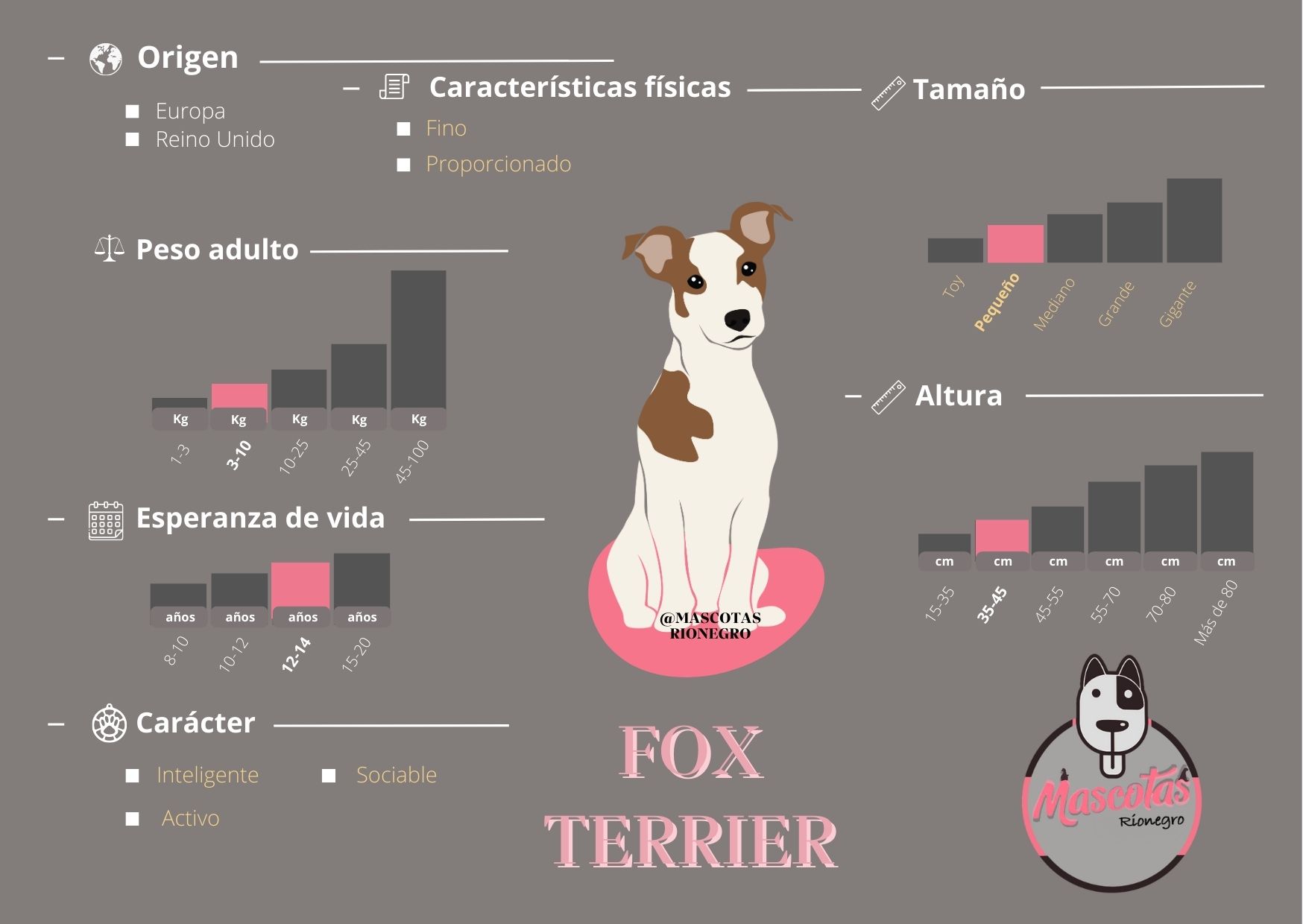 cuanto cuestan los cachorros de fox terrier de pelo duro