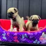 Criadero de Perros Pug Precios