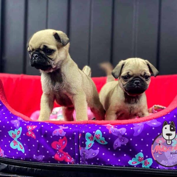 Criadero de Perros Pug Precios