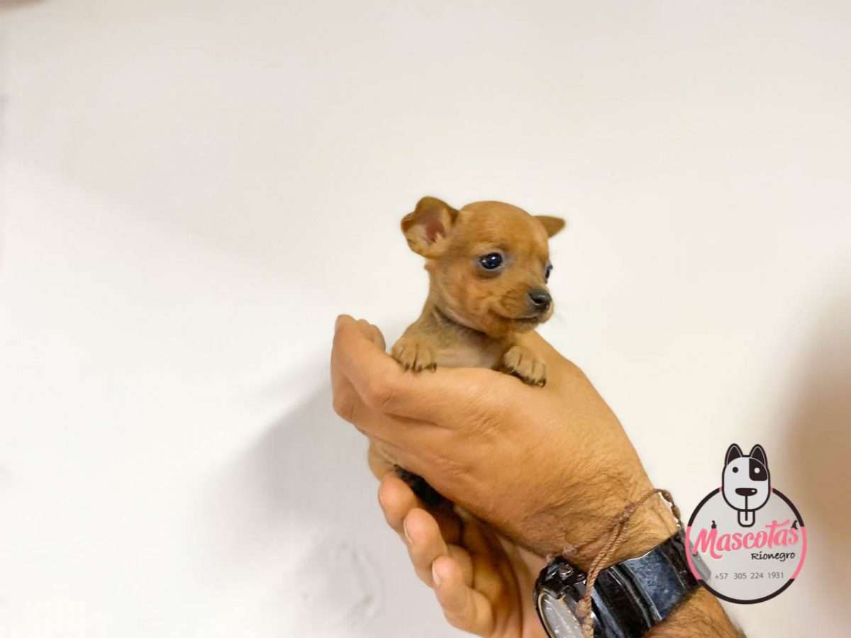 Pincher Miniatura Mascotas Medellin