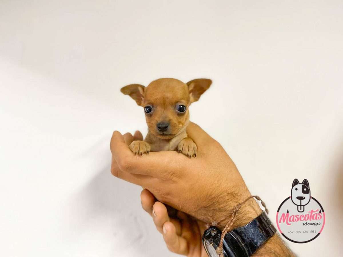 Pincher Miniatura ★ La Mejor Tienda Para Comprar Tu Mascota.