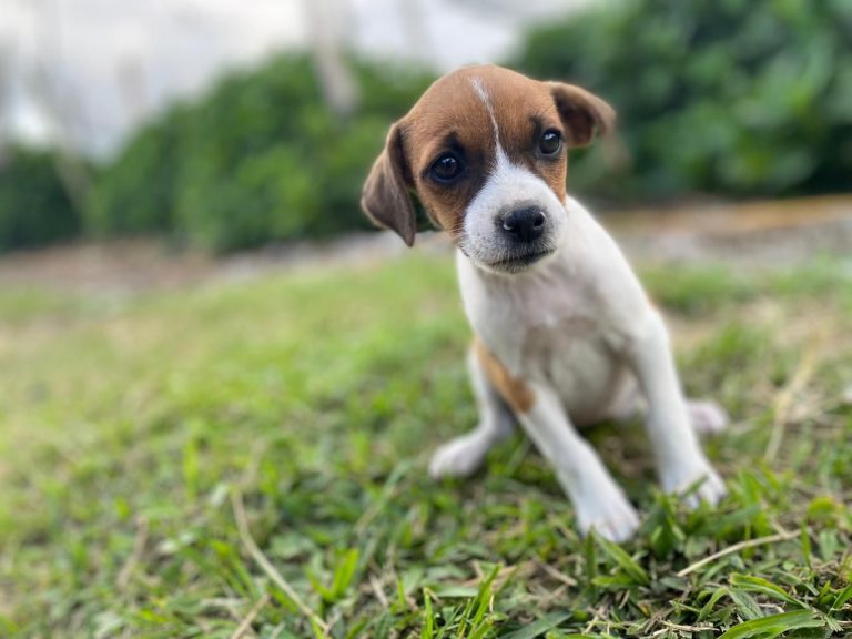 criadero de perros medellin fox terrier