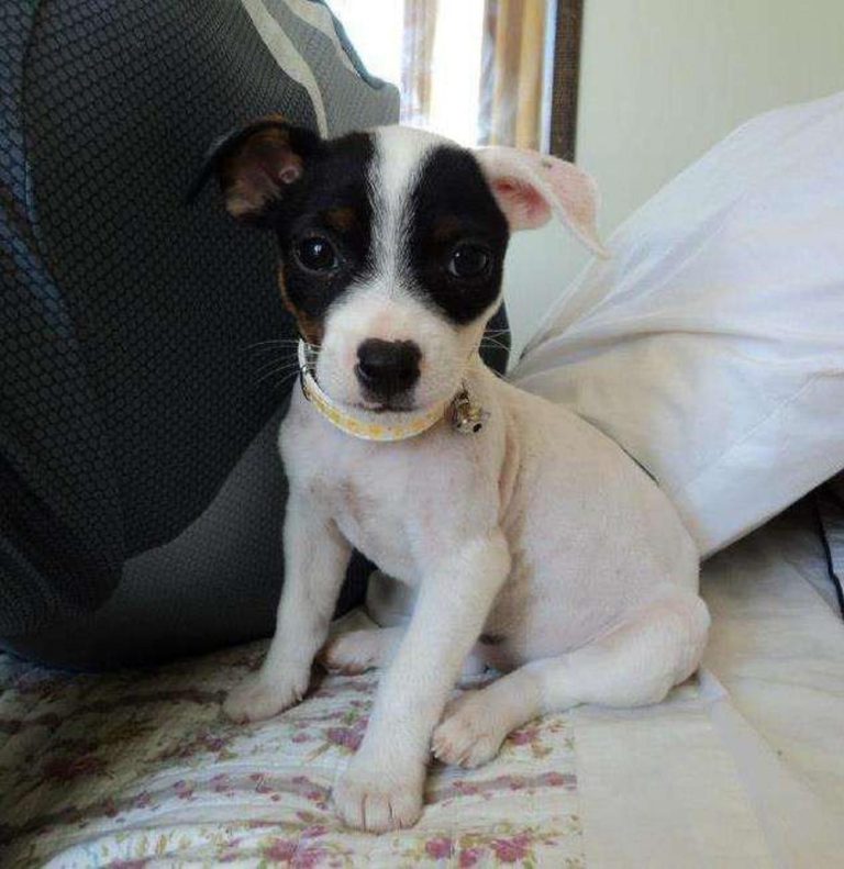 criadero de perros medellin fox terrier