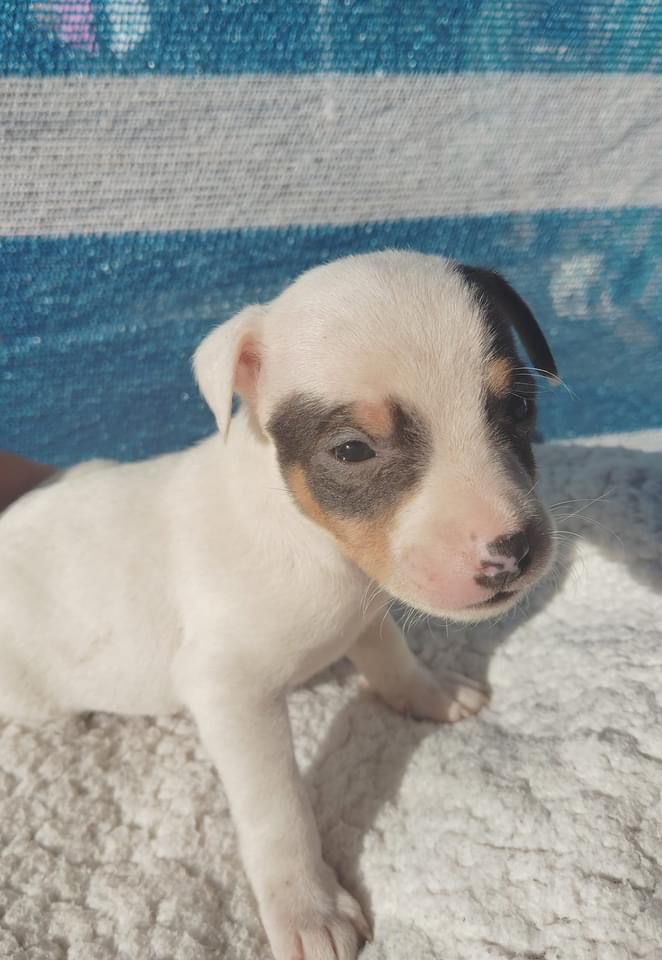 criadero de perros medellin fox terrier