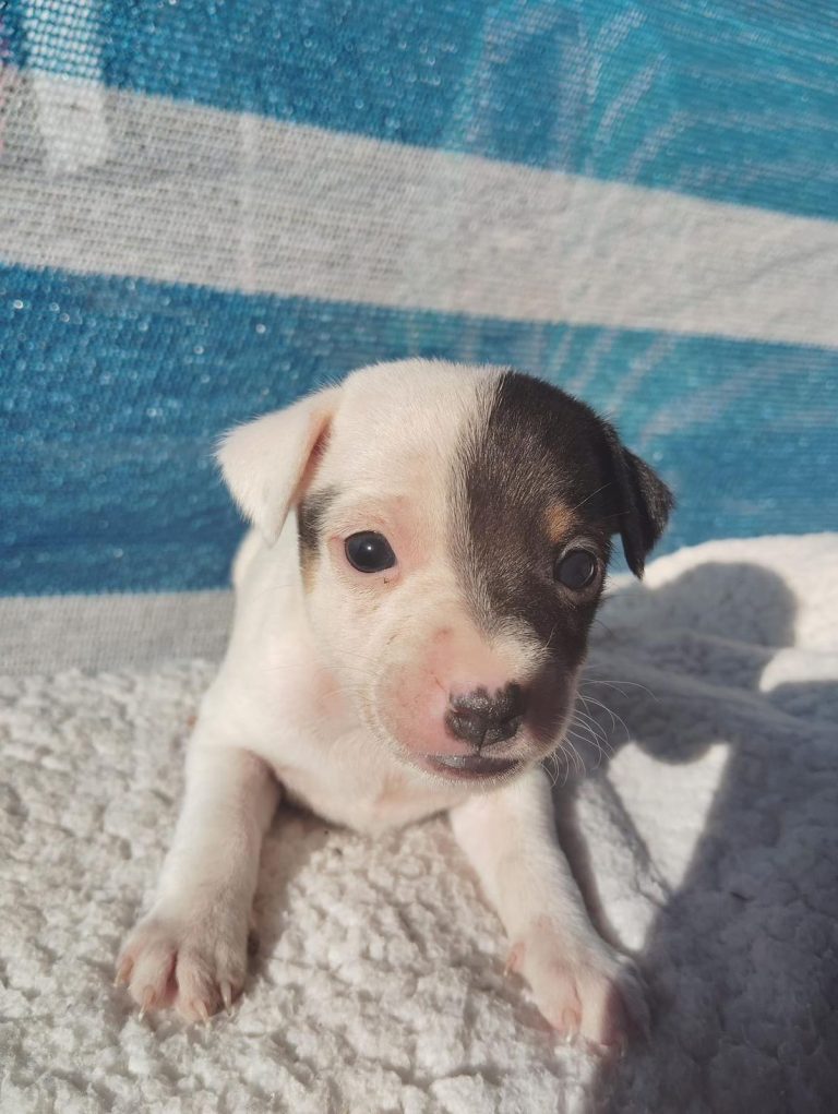 criadero de perros medellin fox terrier