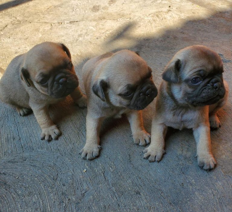 Criadero de perros medellin pug