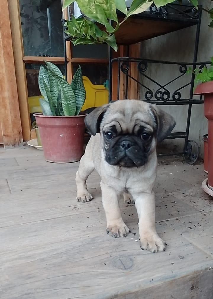 Criadero de perros medellin pug