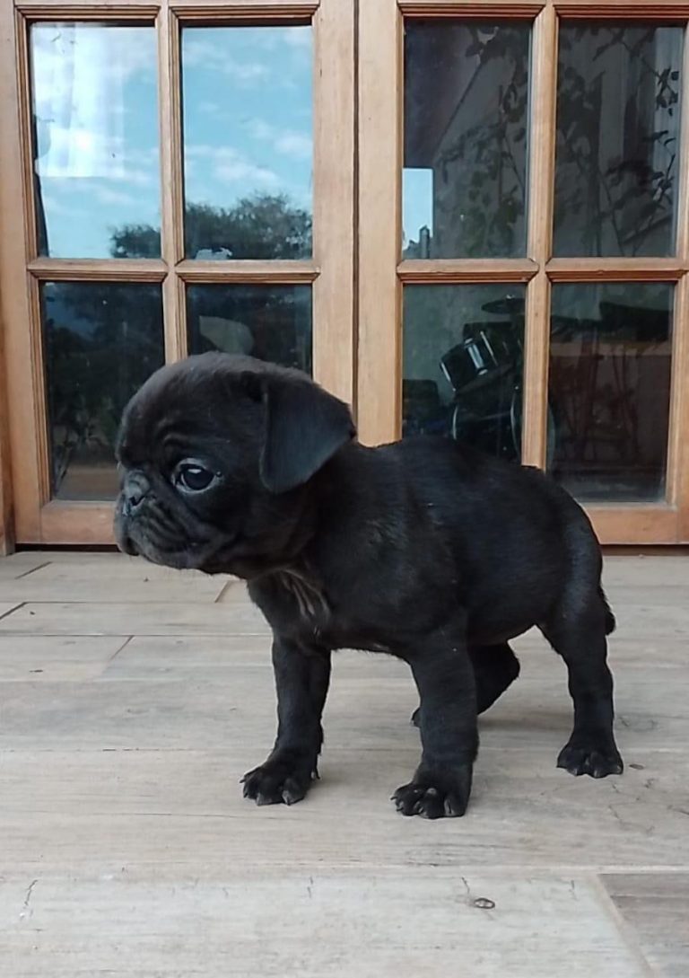 Criadero de perros medellin pug