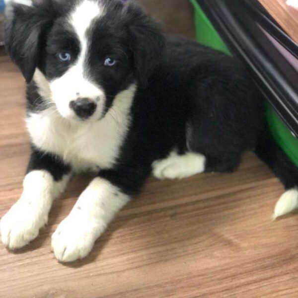 Border Collie precio en Montería