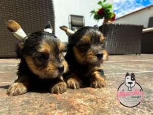 Yorkshire Terrier Mascotas Medellin