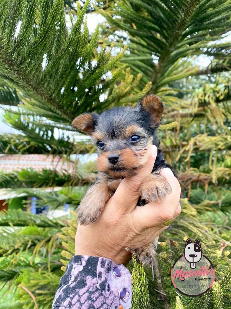 Yorkshire Terrier Mascotas Medellin