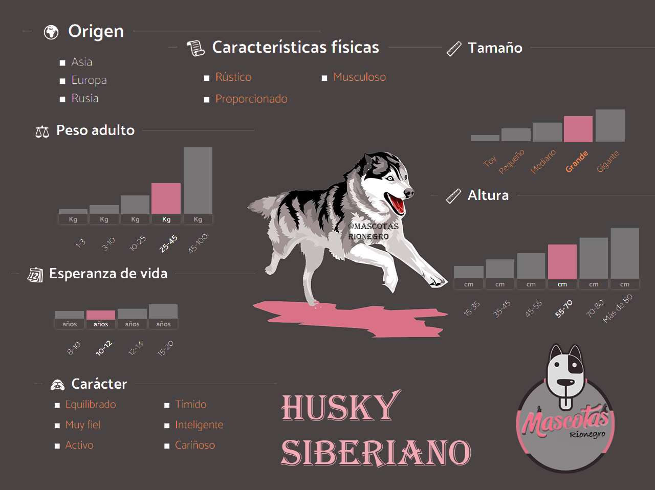 cómo cuidar adecuadamente a un husky.