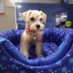 Schnauzer Mascotas Rionegro medellin Bogota